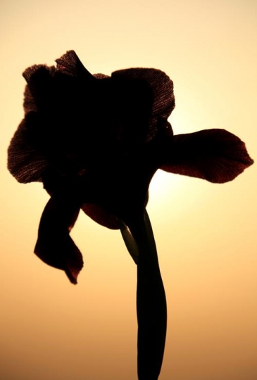 a closeup of black iris flowers at sunset