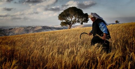 Woman and Wheat spikes