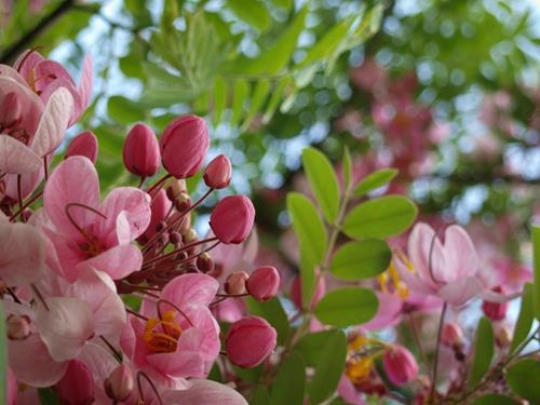 In Bloom