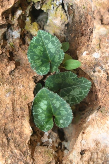 cyclamen persicum mill