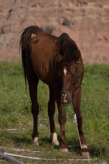 horse grazing in the pasture