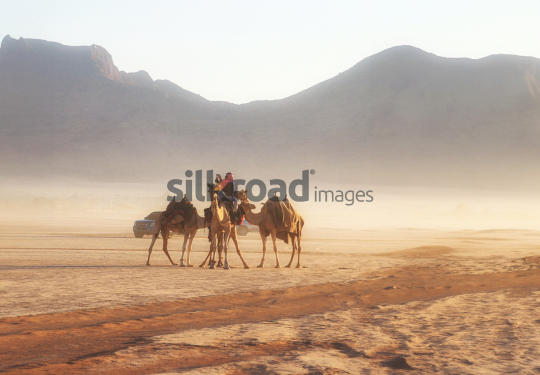 Camel Caravan in Wadi Rum Desert with Jeep at Sunrise