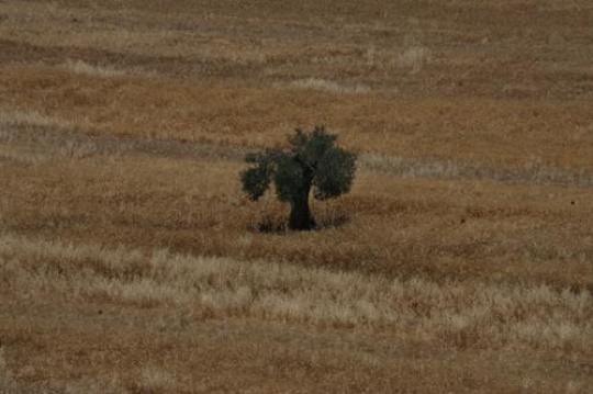 lonely tree on the field