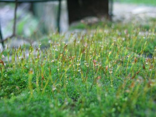 Nablus in winter time