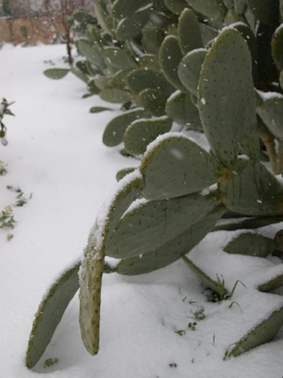 snow cactusy