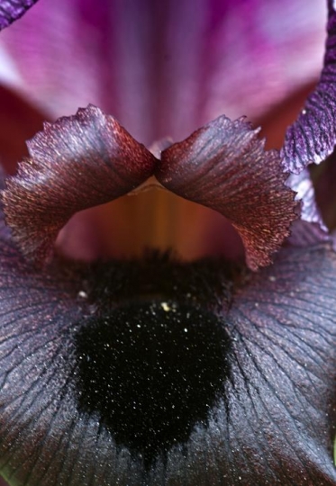 Purple Iris 