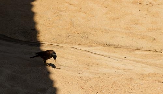 bird picking food the sand