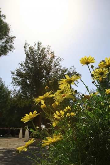 daisies in a garden
