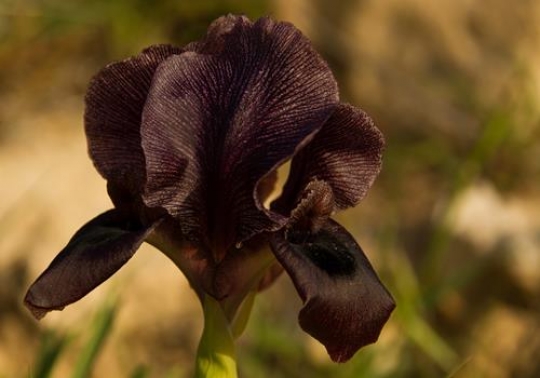 black iris flowers