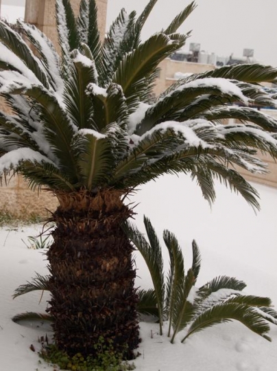 palm tree on snow