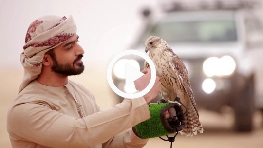 Man caressing falcon