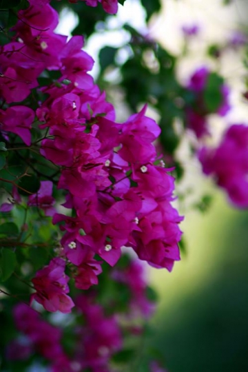 Purple Flowers - Majnooneh