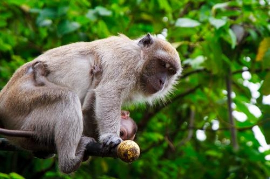 a monkey mother cuddling baby monkey at park in malaysia