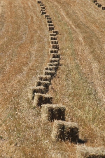 Wheat harvest