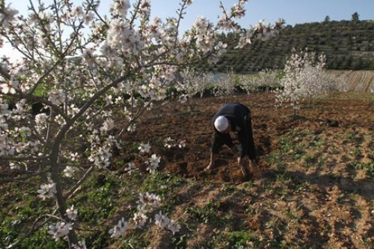farmer 