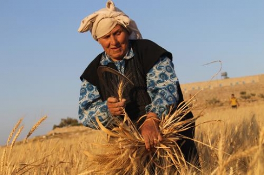 Woman and Wheat spikes