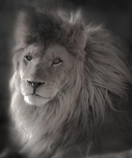 Animal