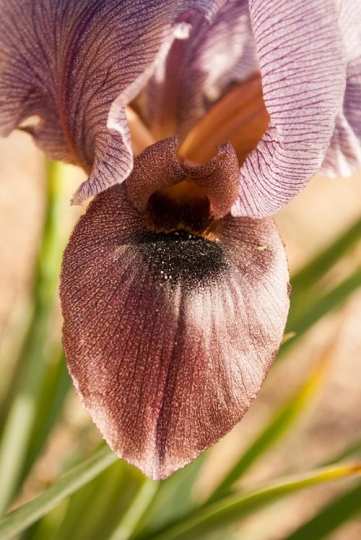 a closeup of black iris flowers