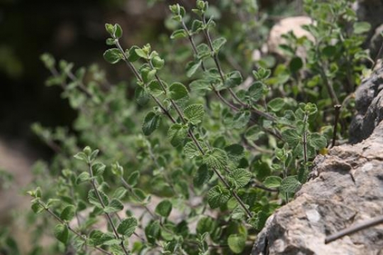 thyme plant