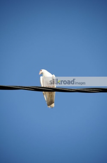GDP3983 - White Pigeon Byblos Jbeil Lebanonb44d70a0-7ef4-4f7e-80c3-904b631ea499