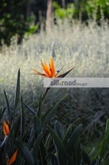 GDP4032 - Byblos Jbeil Gardendc0fa956-eee8-4bdc-9ac3-23869811bc3b