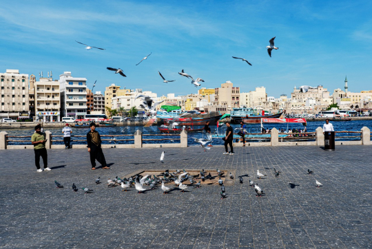Pigeons and Seagulls at Dubai Creek with Modern City Backdrop