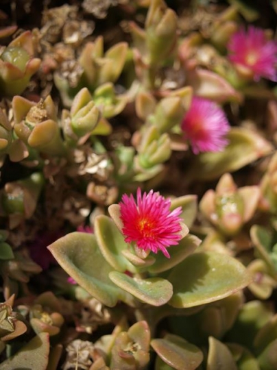 Flower Puff