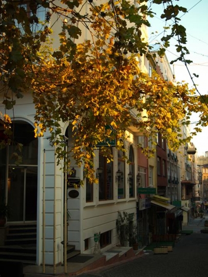 Yellow Vines 